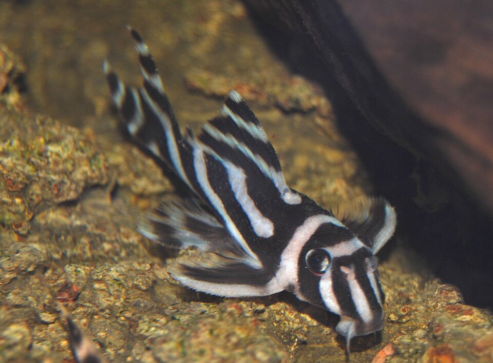Zebra pleco selected by G AquaAura