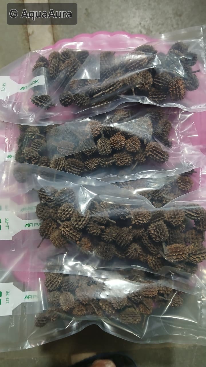 Aquarium fish ready for careful handling